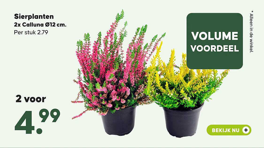 Sierplanten 2x Calluna Ø12 cm. Volume voordeel