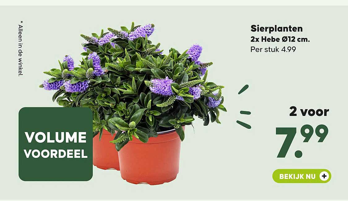 Sierplanten 2x Hebe Ø12 cm. Volume voordeel