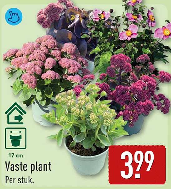 Vaste plant