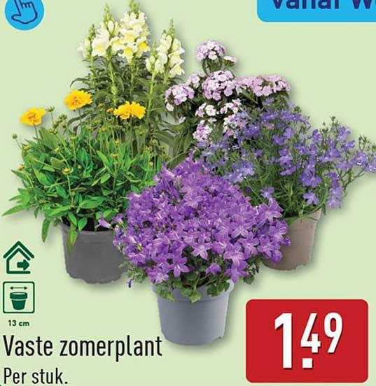 Vaste zomerplant
