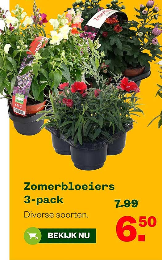 Zomerbloeiers 3-pack