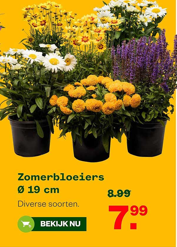 Zomerbloeiers Ø 19 cm - Diverse soorten