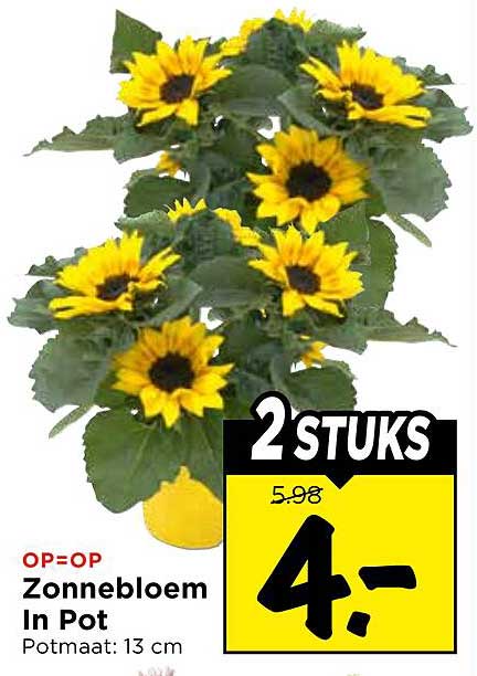 Zonnebloem In Pot 2 STUKS