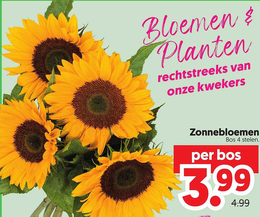 Zonnebloemen Bos 4 stelen