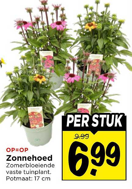 Zonnehoed zomerbloeiende vaste tuinplant. Potmaat: 17 cm PER STUK