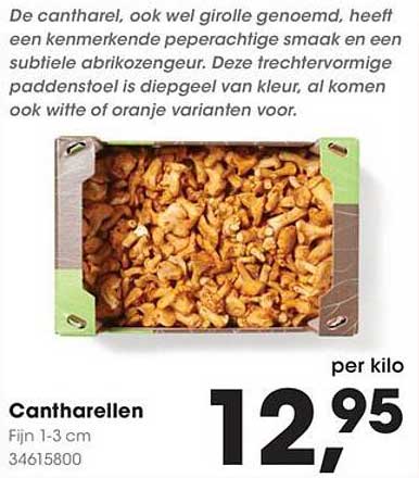 Cantharellen Fijn 1-3 cm