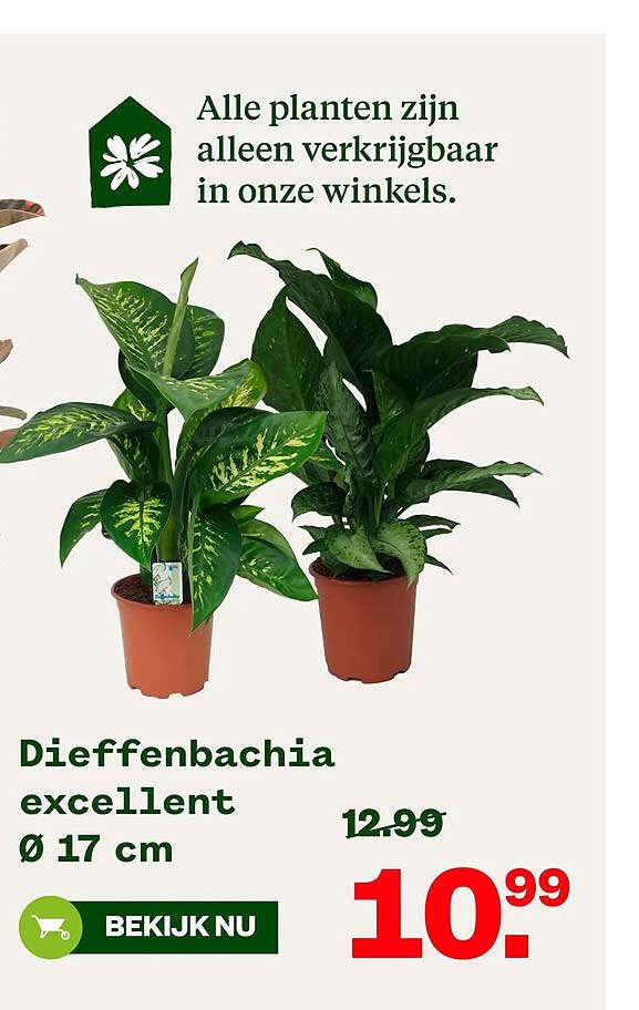 Dieffenbachia excellent Ø 17 cm