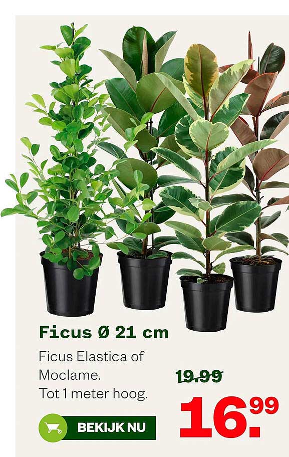 Ficus Ø 21 cm Ficus Elastica of Moclame. Tot 1 meter hoog.
