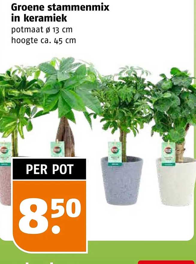Groene stammenmix in keramiek