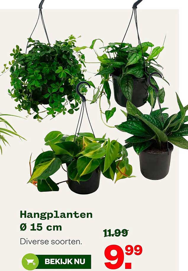 Hangplanten Ø 15 cm