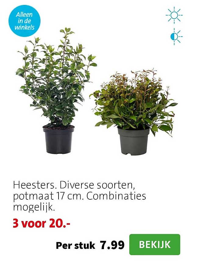 Heesters. Diverse soorten, potmaat 17 cm. Combinaties mogelijk. 3 voor 20.-