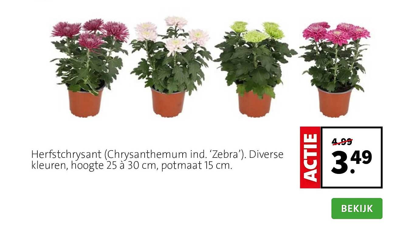 Herfstchrysant (Chrysanthemum ind. ‘Zebra’). Diverse kleuren, hoogte 25 à 30 cm, potmaat 15 cm.