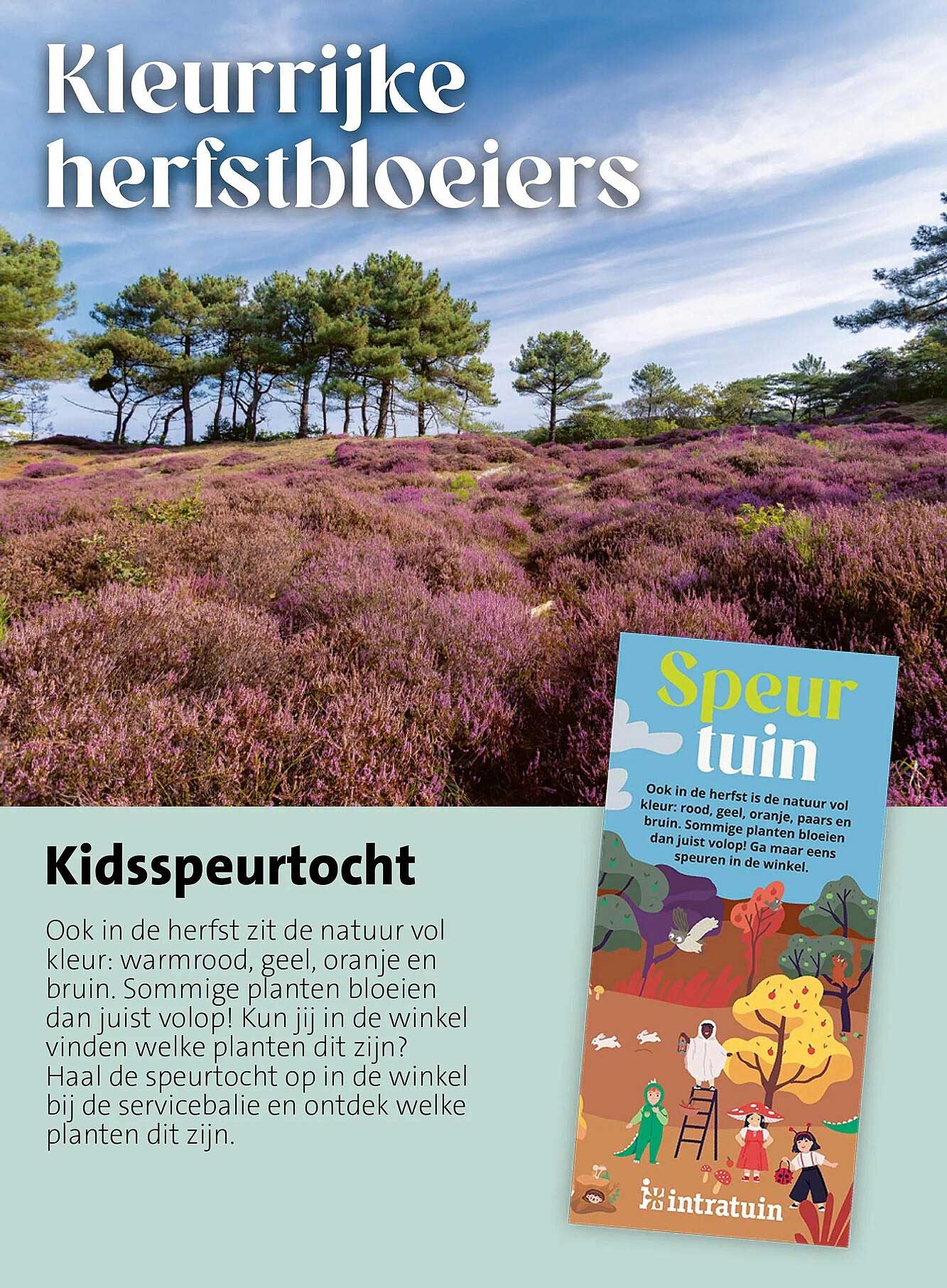 Kleurrijke herfstbloeiers