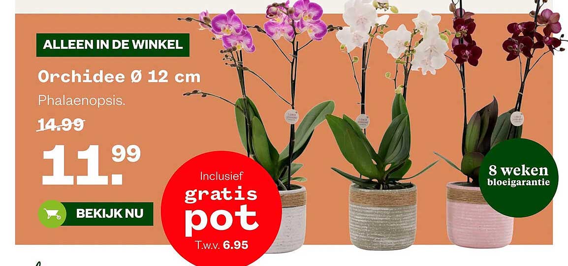 Orchidee Ø 12 cm Phalaenopsis. Inclusief gratis pot