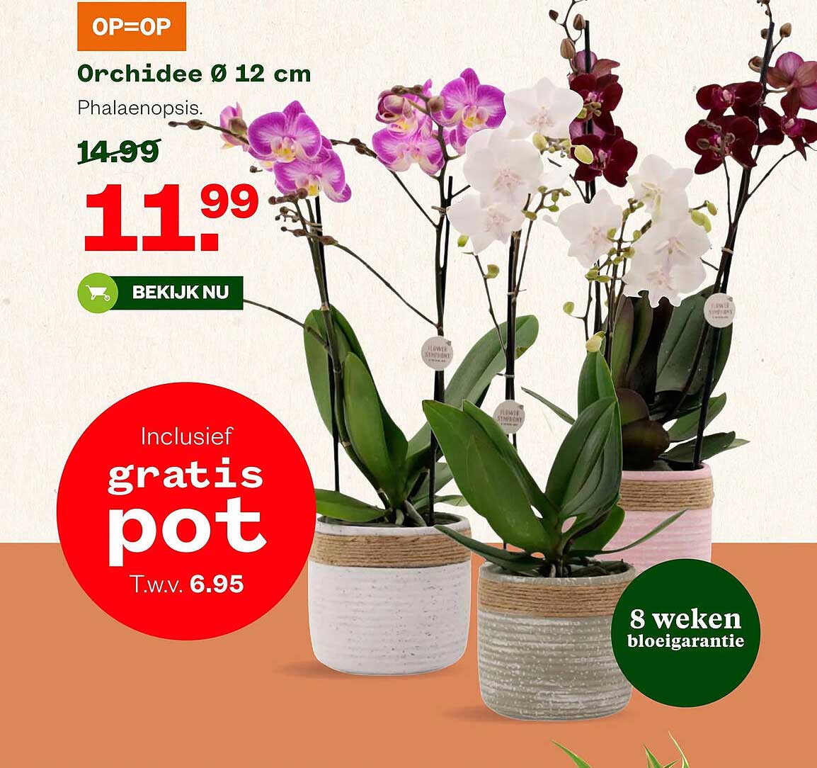 Orchidee Ø 12 cm Phalaenopsis. Inclusief gratis pot