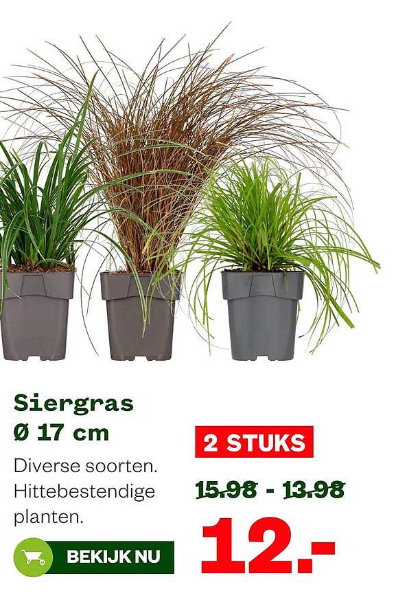 Siergras Ø 17 cm 2 STUKS