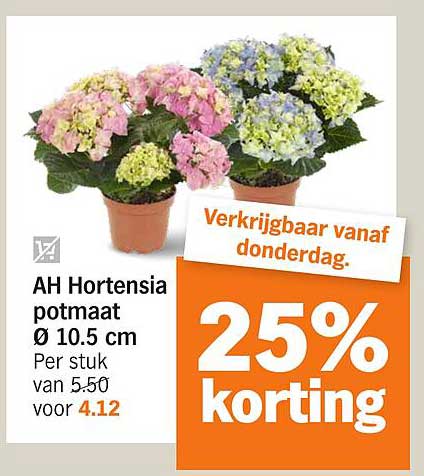 AH Hortensia potmaat Ø 10.5 cm