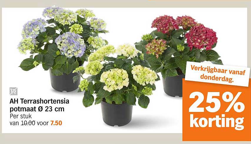 AH Terrashortensia potmaat Ø 23 cm