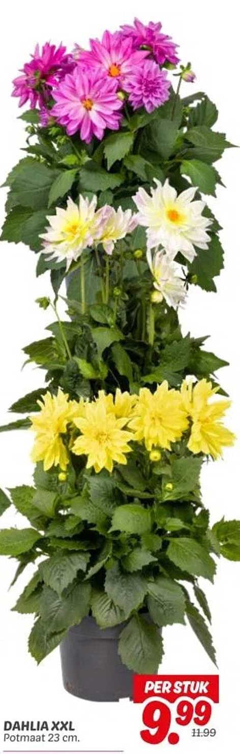 DAHLIA XXL Potmaat 23 cm.