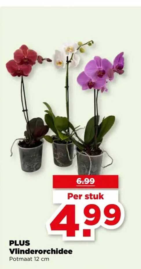 PLUS Vlinderorchidee Potmaat 12 cm