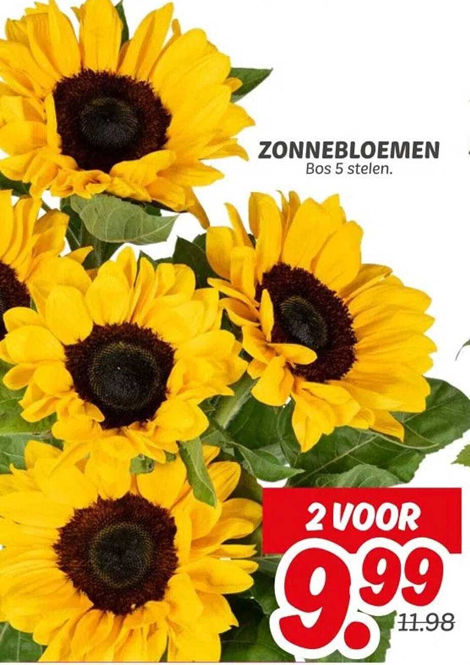 ZONNEBLOEMEN Bos 5 stelen.