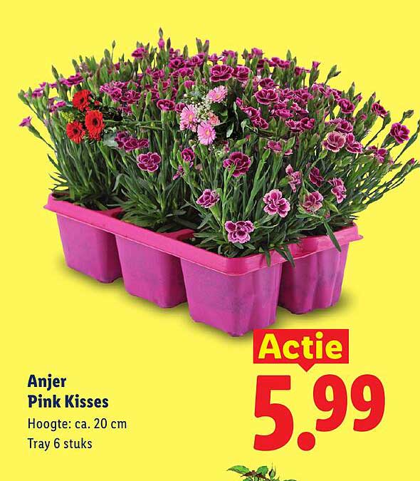 Anjer Pink Kisses