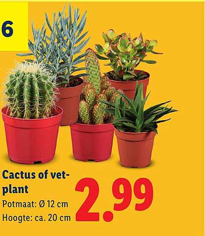 Cactus of vet-plant