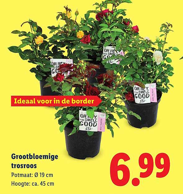 Grootbloemige trosroos