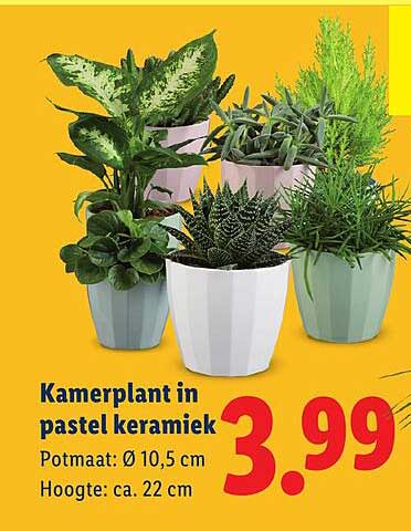 Kamerplant in pastel keramiek