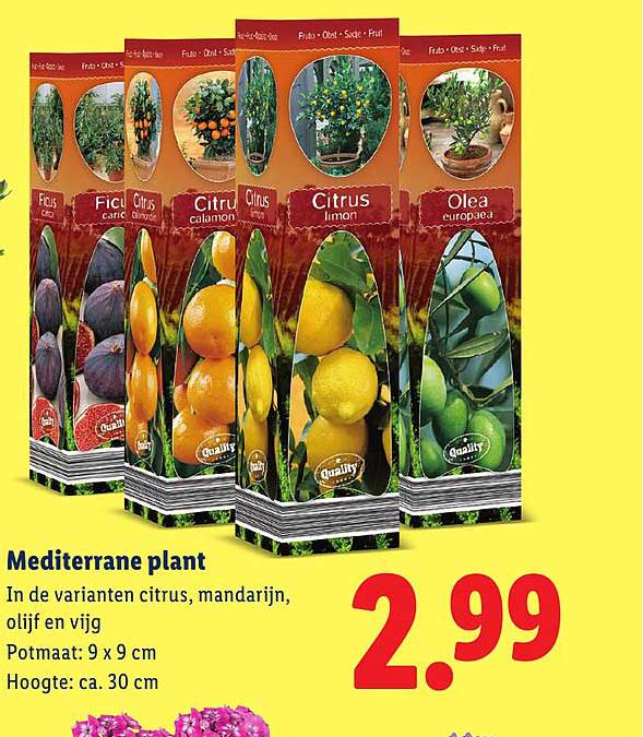 Mediterrane plant
