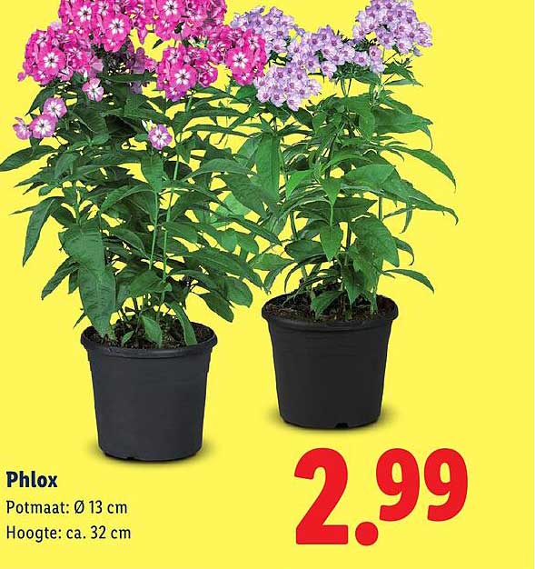 Phlox