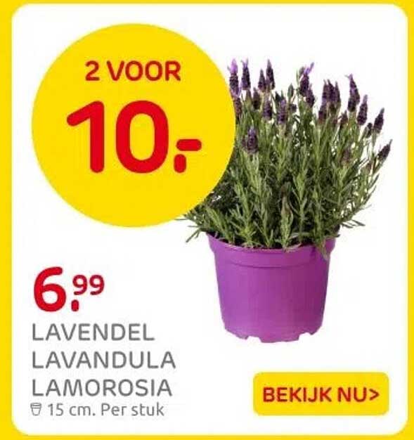 2 VOOR 10,- LAVENDEL LAVANDULA LAMOROSIA