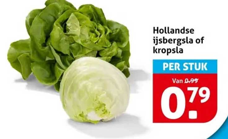 Hollandse ijsbergsla of kropsla