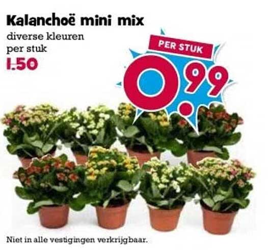 Kalanchöé mini mix