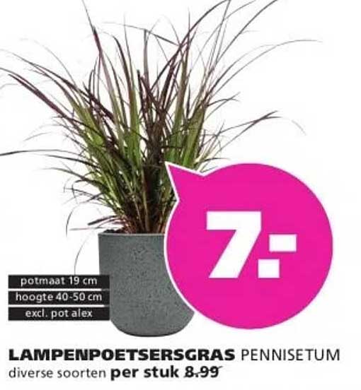 LAMPENPOETSERSGRAS PENNISETUM