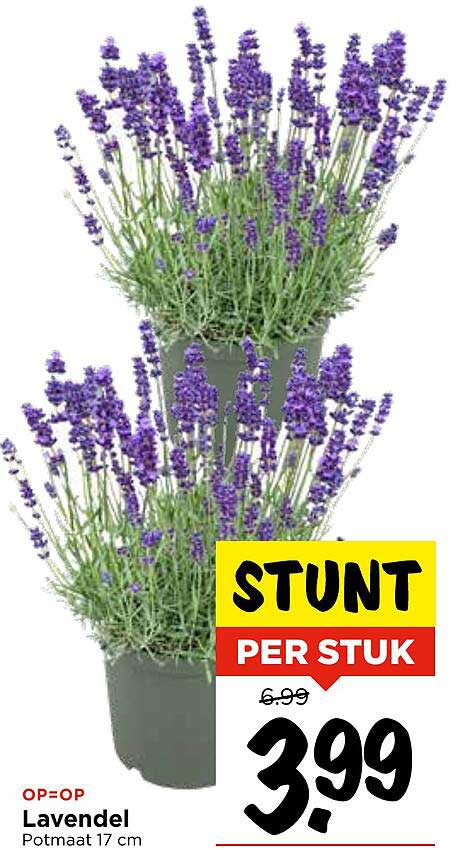 Lavendel Potmaat 17 cm
