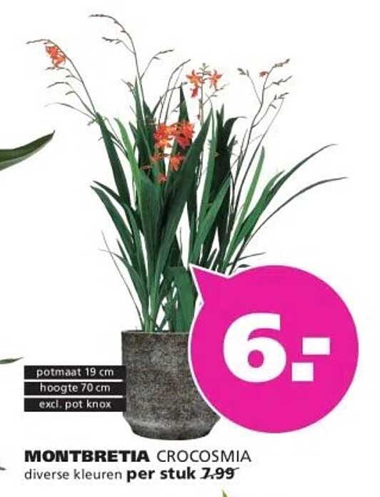 MONTBRETIA CROCOSMIA diverse kleuren per stuk 7.99
