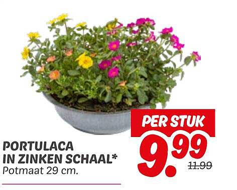 PORTULACA IN ZINKEN SCHAAL*