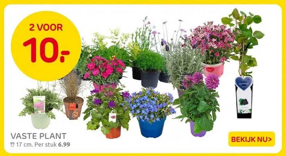VASTE PLANT
