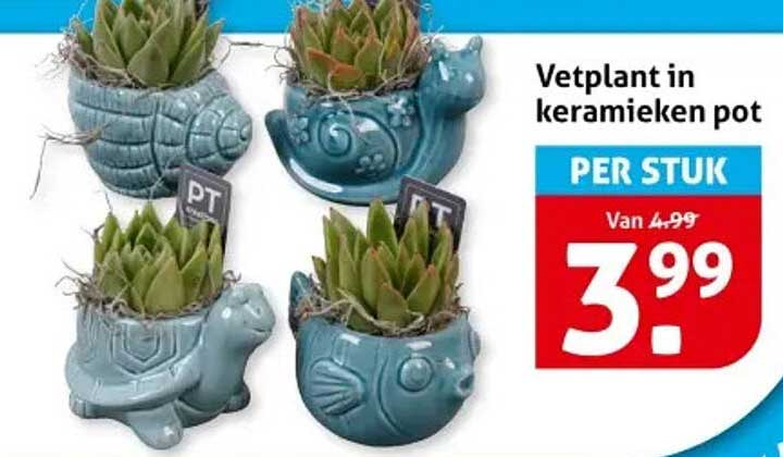 Vetplant in keramieken pot