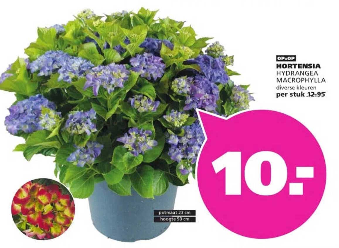 HORTENSIA HYDRANGEA MACROPHYLLA diverse kleuren per stuk