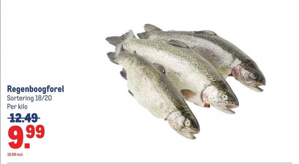 Regenboogforel