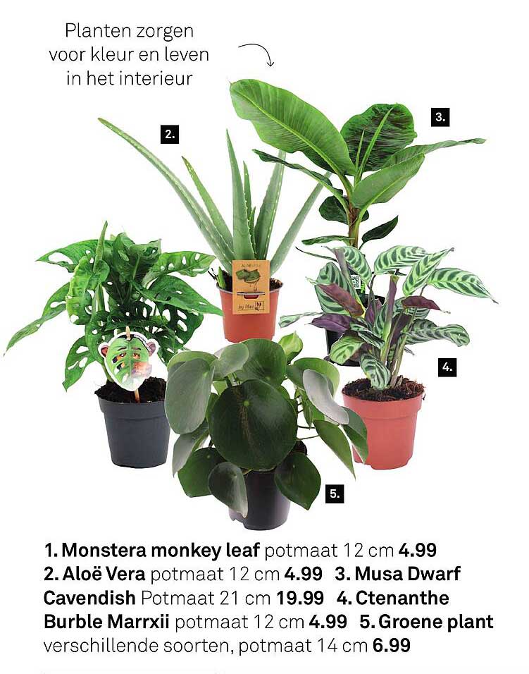 Aloë Vera potmaat 12 cm 4.99