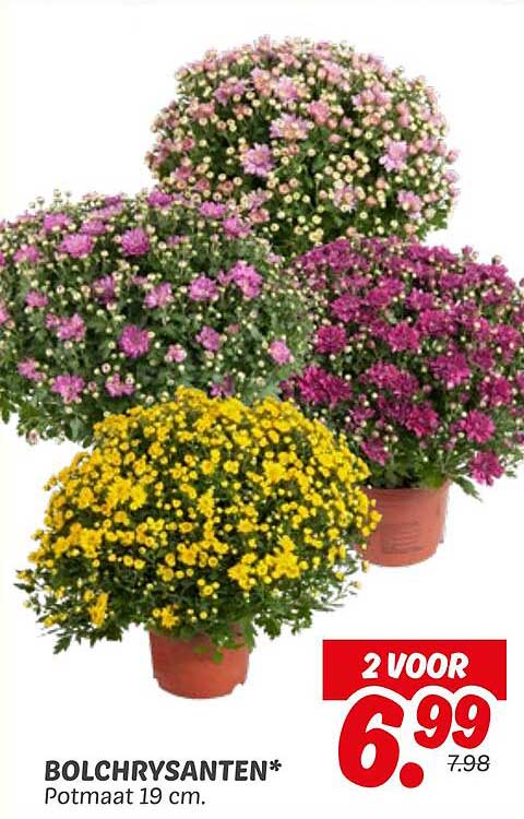 Bolchrysanten* Potmaat 19 cm.