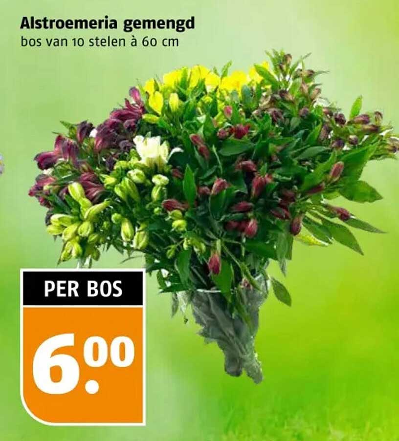 Alstroemeria gemengd bos van 10 stelen à 60 cm