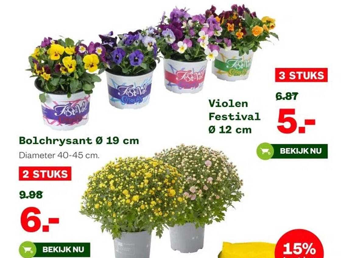 Bolchrysant Ø 19 cm en Violens Festival Ø 12 cm