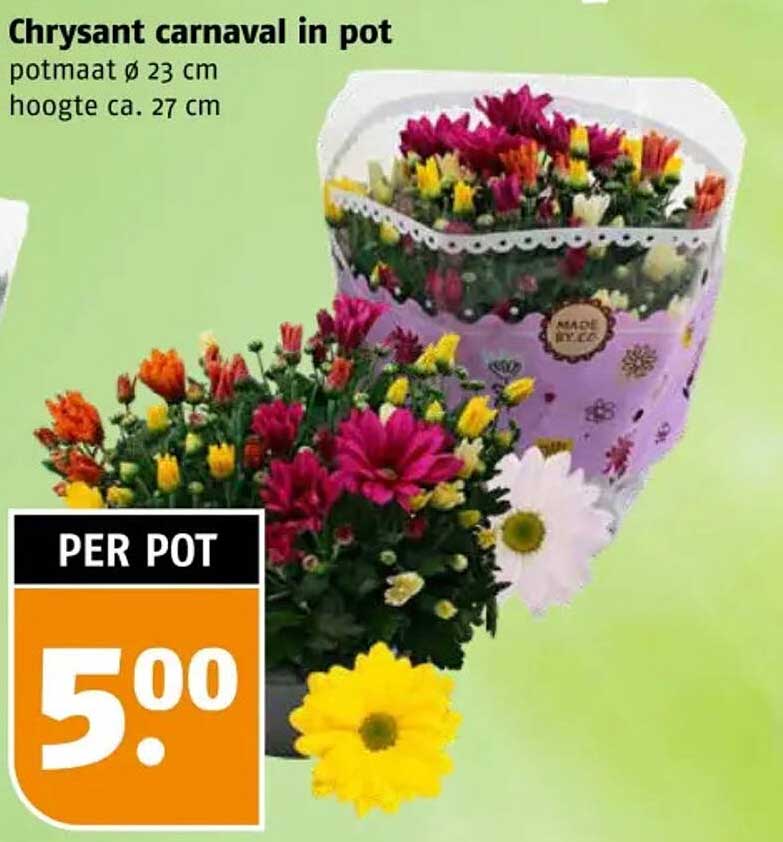 Chrysant carnaval in pot