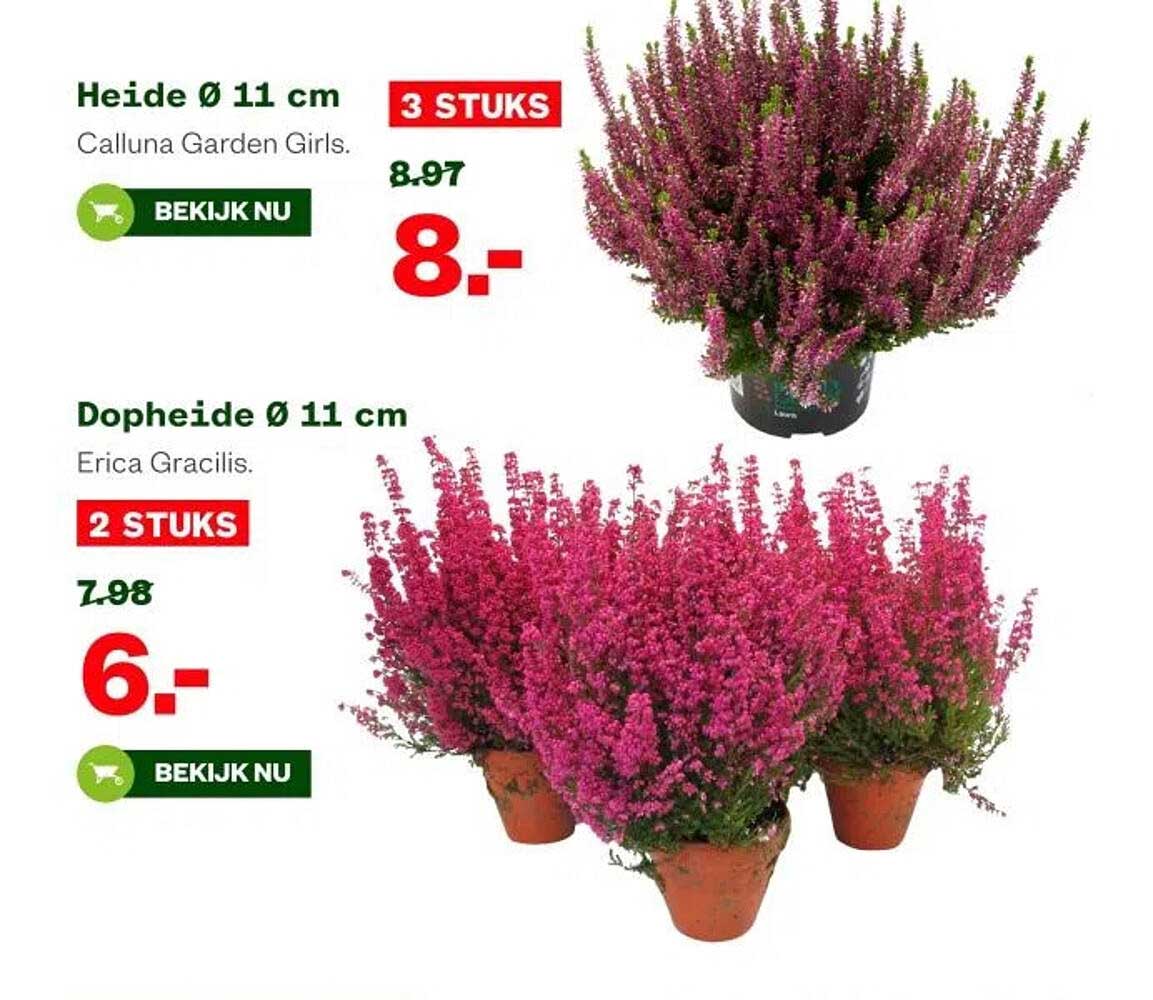 Heide Ø 11 cm 3 STUKS Calluna Garden Girls. 8.97 8.-