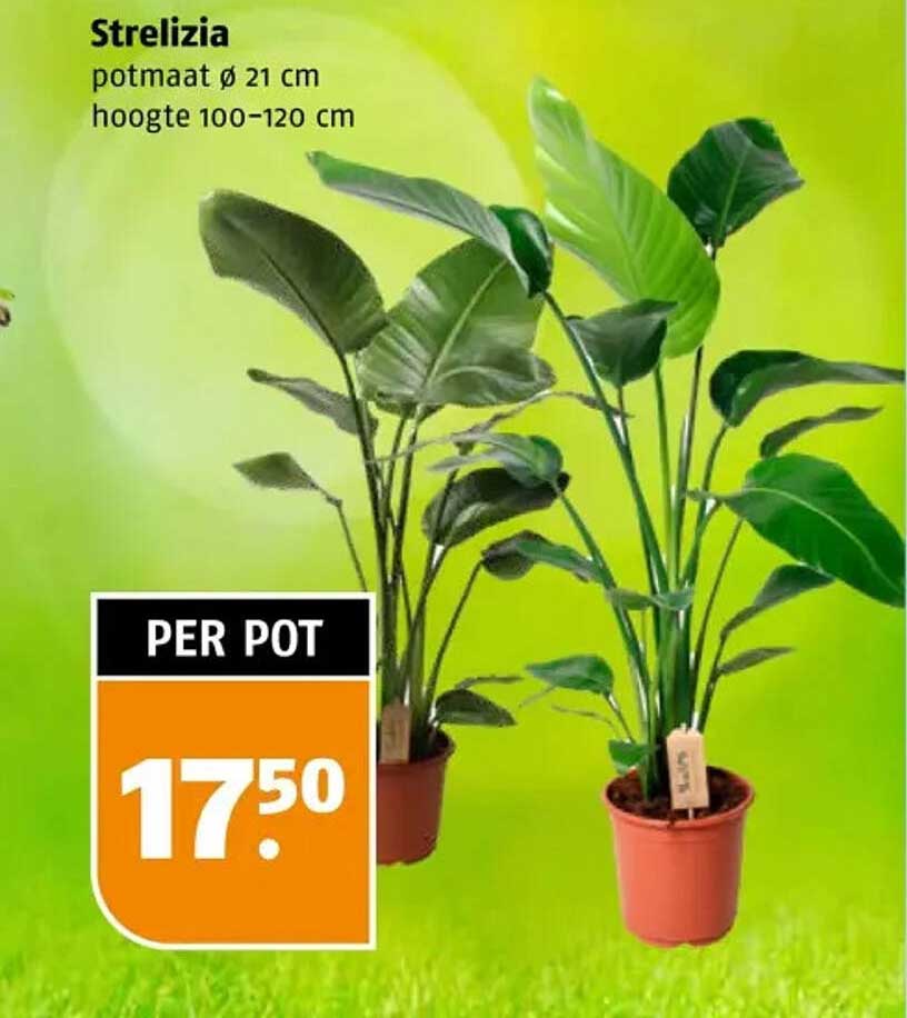 Strelizia potmaat ø 21 cm hoogte 100-120 cm