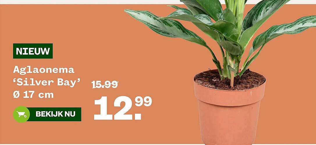 Aglaonema ‘Silver Bay’ Ø 17 cm